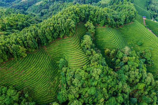 生态茶园