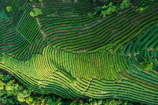 生态茶园