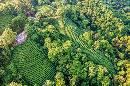 生态茶园