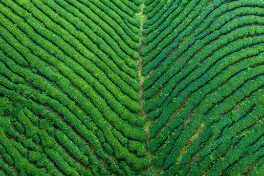 生态茶园