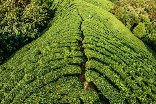 生态茶园