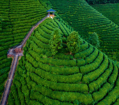 生态茶园