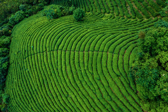 生态茶园