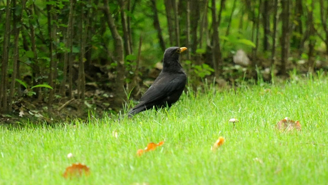 黑鸫