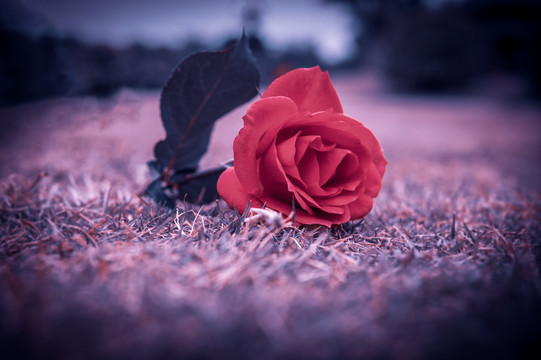 地上的红玫瑰