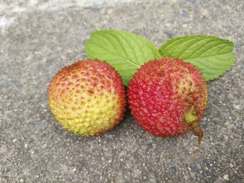 两颗小荔枝