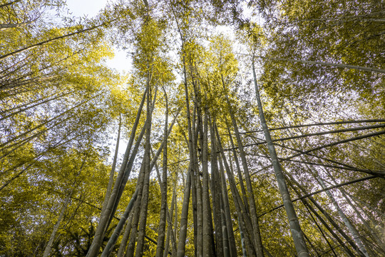 冬天竹林