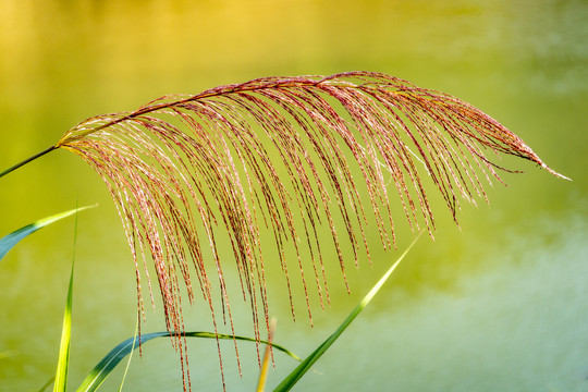 芦苇特写