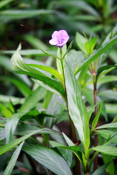 蓝花草