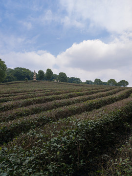 夏日斗山茶场1