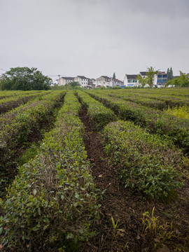 夏日斗山茶场3