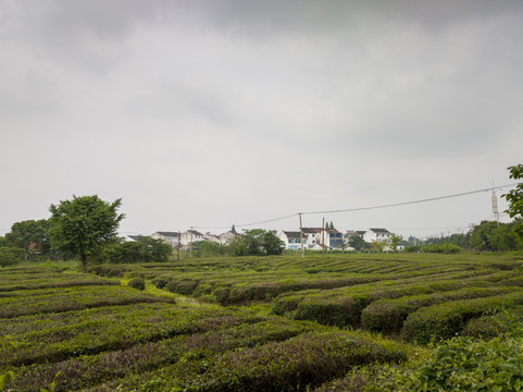 夏日斗山茶场5