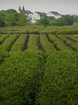 夏日斗山茶场8