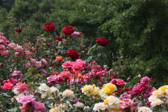 红色月季花