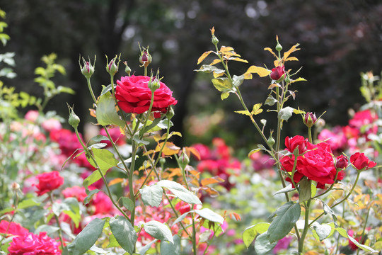 红色月季花