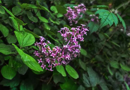 丁香花