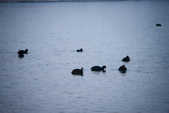 湖水黑鸭