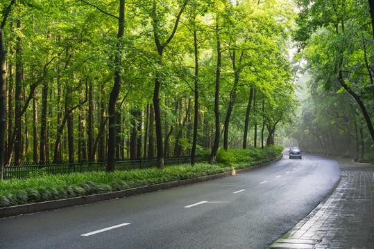 城市道路绿树成荫