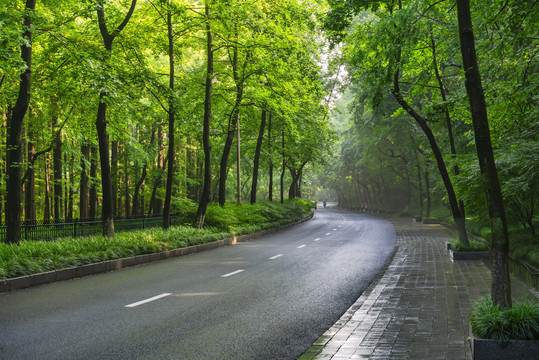 城市道路绿树成荫