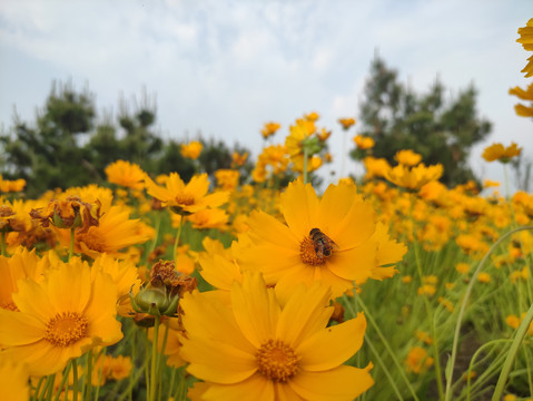 金鸡菊花海