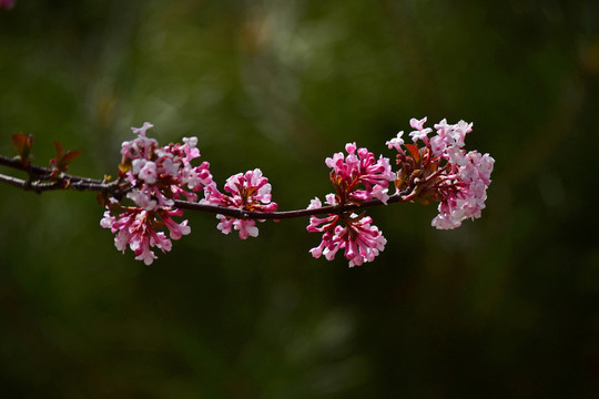 香荚蒾