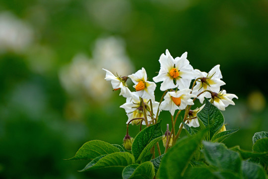 洋芋花