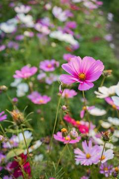 格桑花