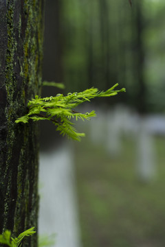 嫩芽嫩叶