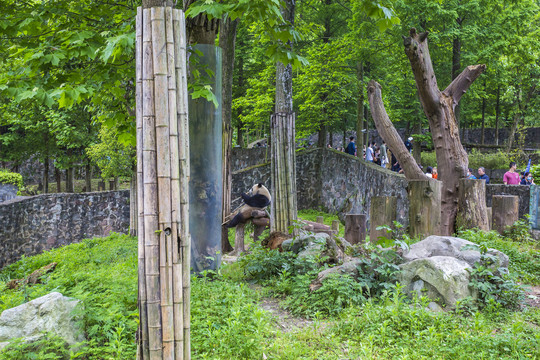 动物园中的熊猫