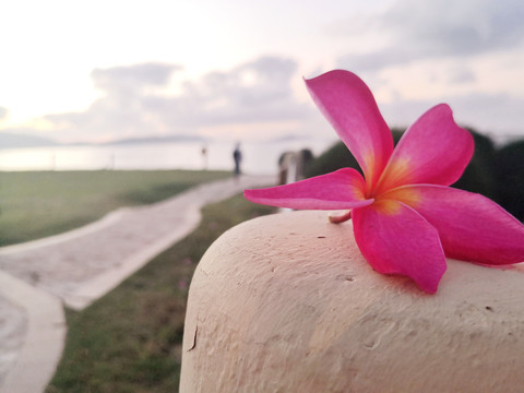 鸡蛋花