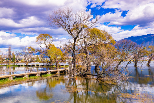 湖泊古树