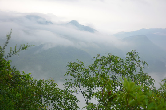 高山云雾