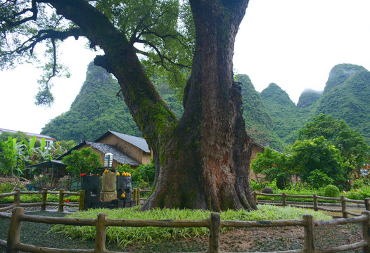 古香樟树