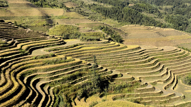 龙胜梯田