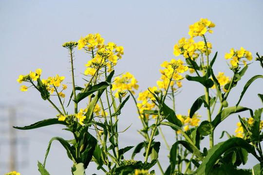 油菜花