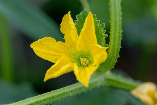 香瓜花蕊