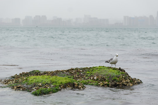 海鸥