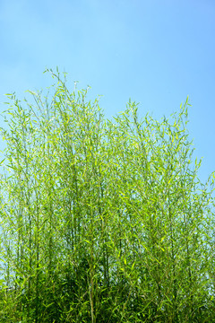 景观竹