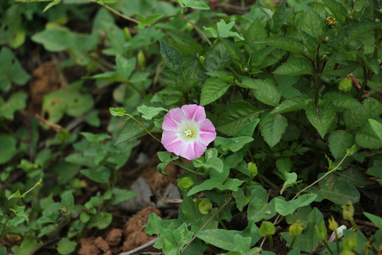 牵牛花