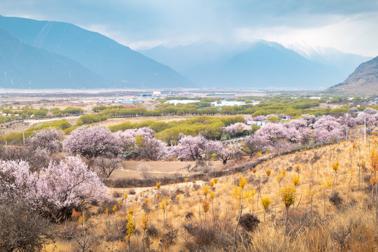 西藏林芝桃花园