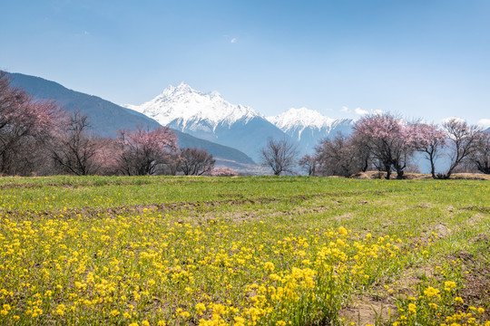 西藏林芝南迦巴瓦峰雪山下的桃花