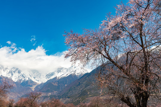 西藏林芝南迦巴瓦峰雪山下的桃花