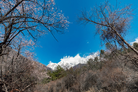 西藏林芝南迦巴瓦峰雪山下的桃花