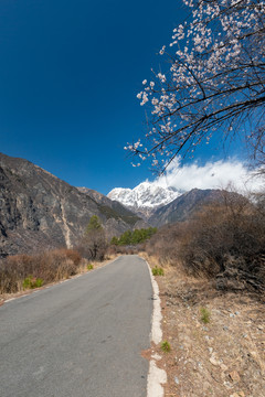 西藏林芝南迦巴瓦峰雪山下的桃花