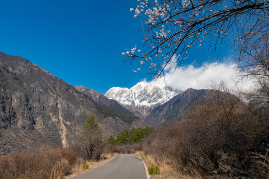 西藏林芝南迦巴瓦峰雪山下的桃花