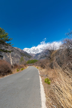 西藏林芝南迦巴瓦峰雪山下的桃花