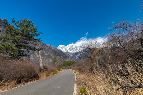 西藏林芝南迦巴瓦峰雪山下的桃花