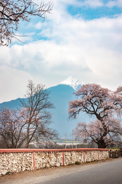 西藏波密桃花沟田园风光