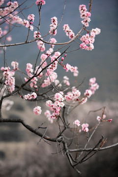 西藏林芝桃花园