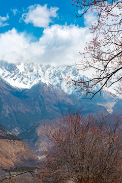 西藏林芝南迦巴瓦峰雪山下的桃花